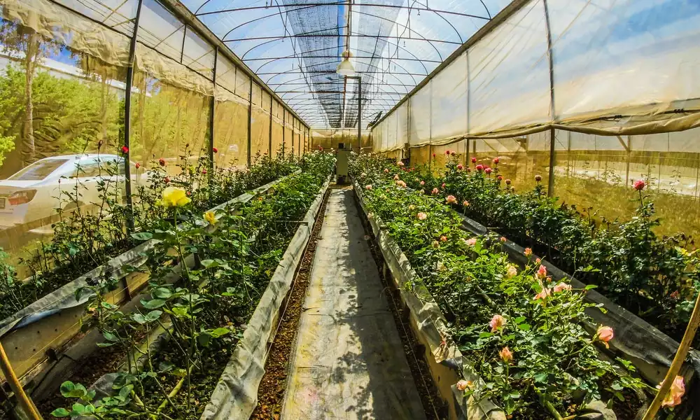 Aquaponics business